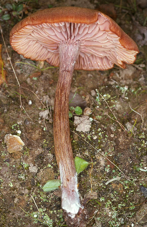 Image of Laccaria proxima (Boud.) Pat. 1887