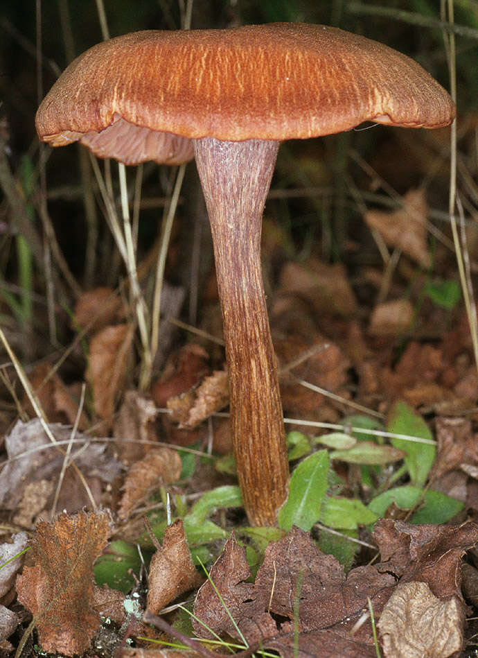 Image of Laccaria proxima (Boud.) Pat. 1887