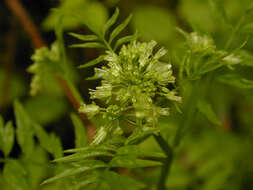 Image of Narrow-leaved Bittercress