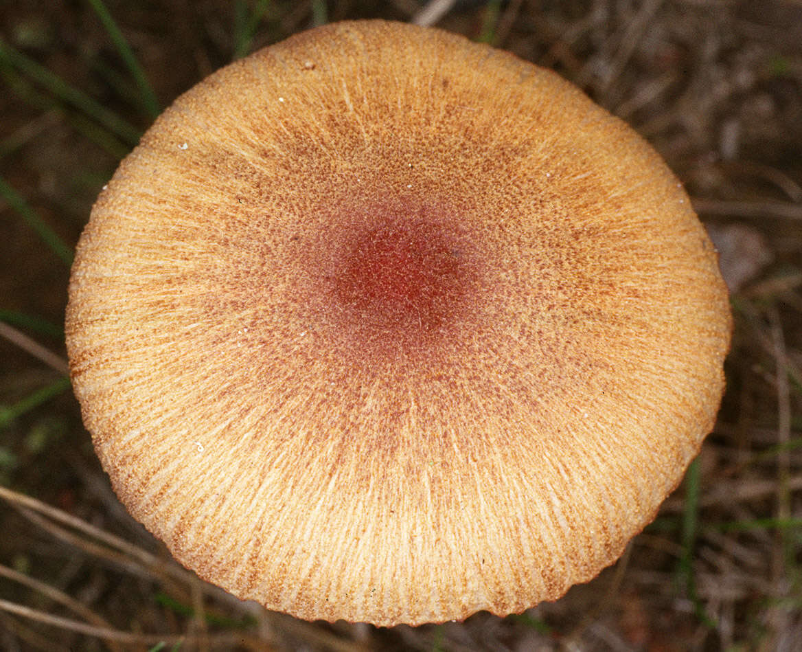 Image of Laccaria proxima (Boud.) Pat. 1887