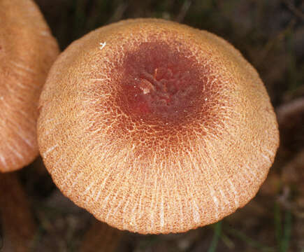 Image of Laccaria proxima (Boud.) Pat. 1887