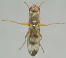 Image de Geomyza tripunctata Fallen 1823