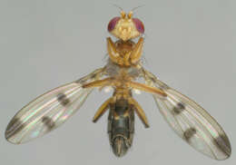 Image de Geomyza tripunctata Fallen 1823