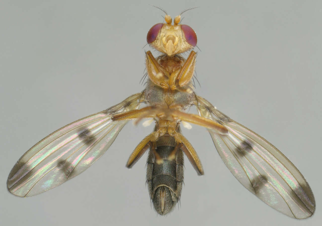 Image de Geomyza tripunctata Fallen 1823