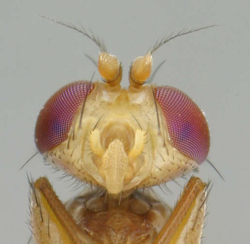 Image de Geomyza tripunctata Fallen 1823