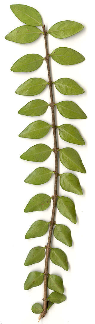 صورة Lonicera pileata var. yunnanensis (Franch.) Bernd Schulz