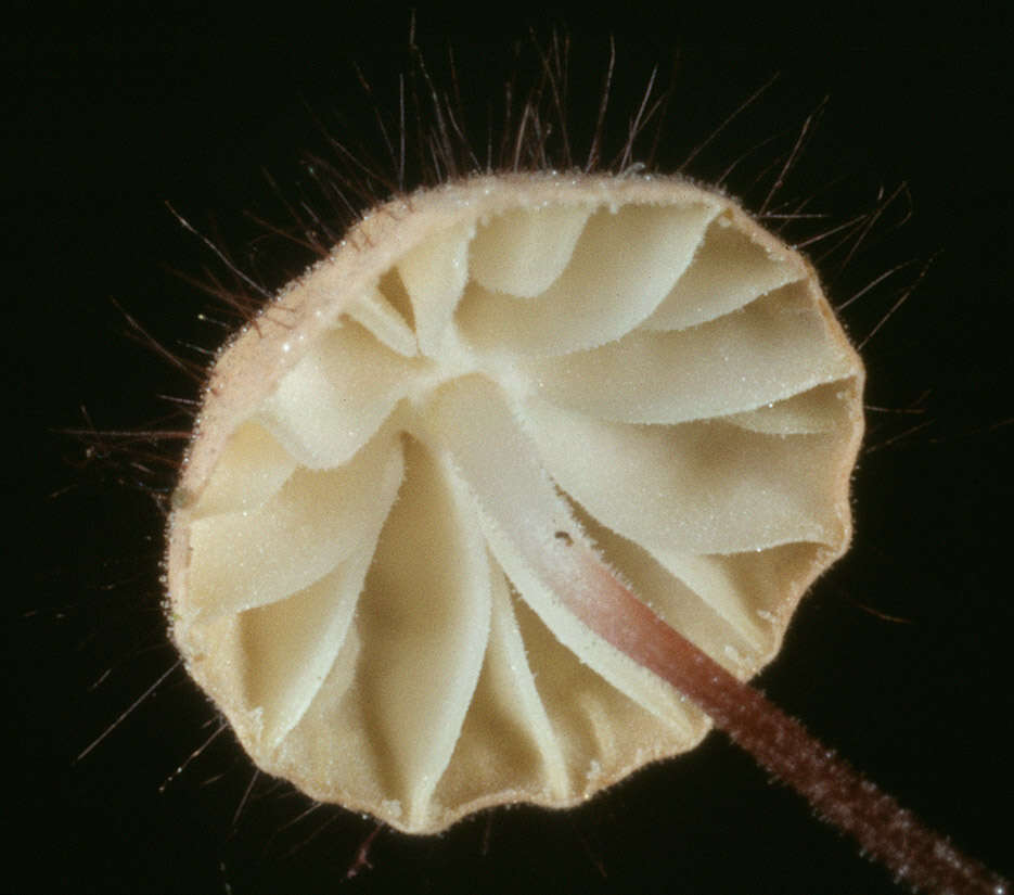 Plancia ëd Marasmius hudsonii (Pers.) Fr. 1838