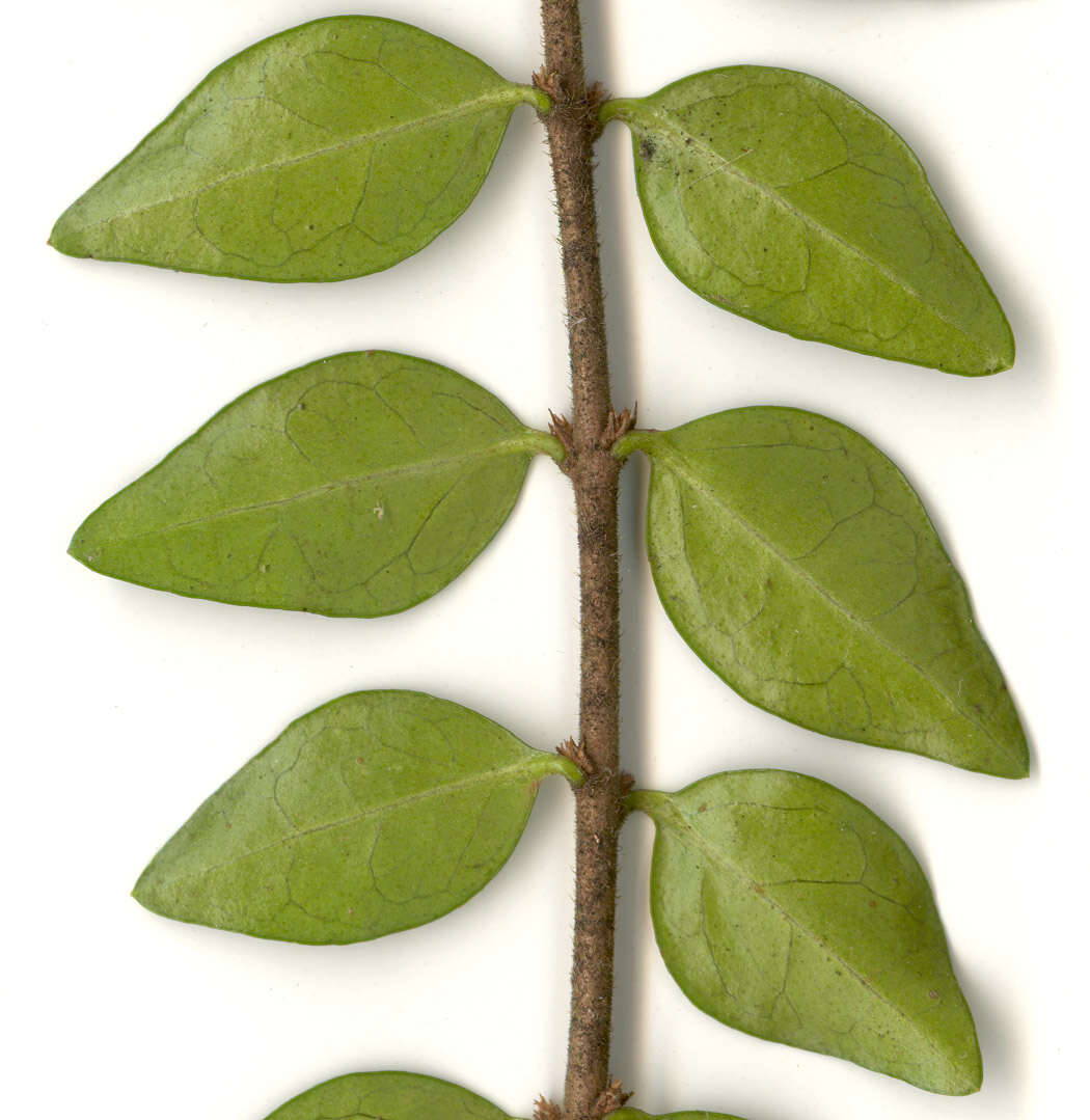 صورة Lonicera pileata var. yunnanensis (Franch.) Bernd Schulz