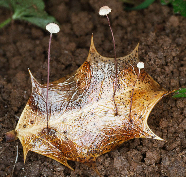 Plancia ëd Marasmius hudsonii (Pers.) Fr. 1838