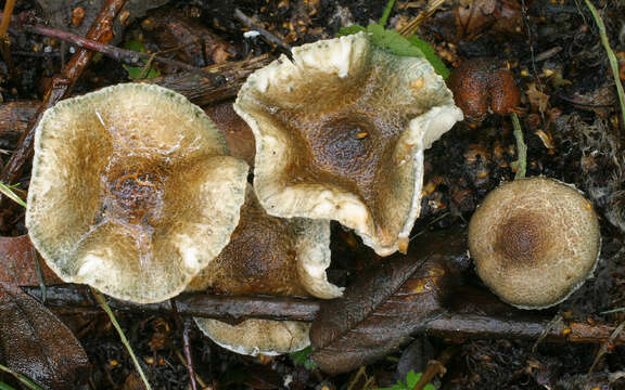 Image of Lepiota grangei (Eyre) Kühner 1934