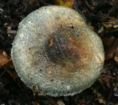 Image of Lepiota grangei (Eyre) Kühner 1934