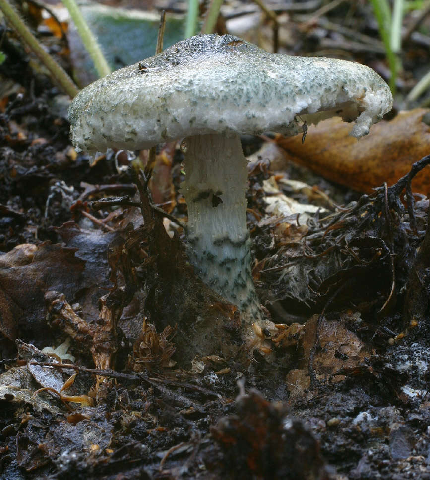 Image of Lepiota grangei (Eyre) Kühner 1934