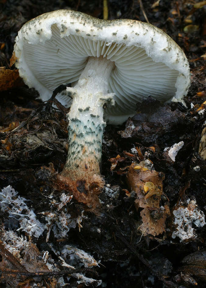 Image of Lepiota grangei (Eyre) Kühner 1934