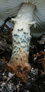 Image of Lepiota grangei (Eyre) Kühner 1934