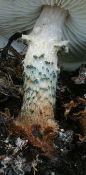 Image of Lepiota grangei (Eyre) Kühner 1934