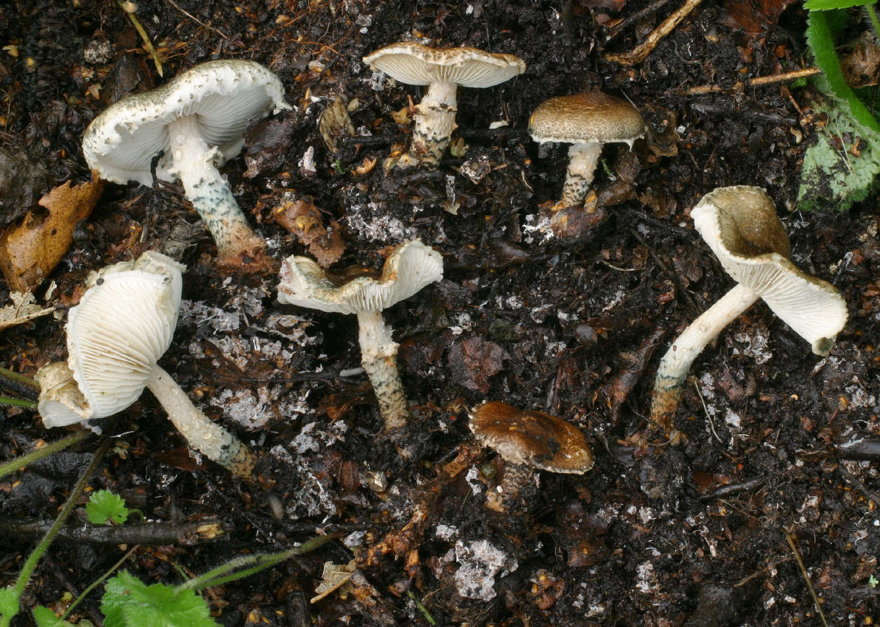 Image of Lepiota grangei (Eyre) Kühner 1934