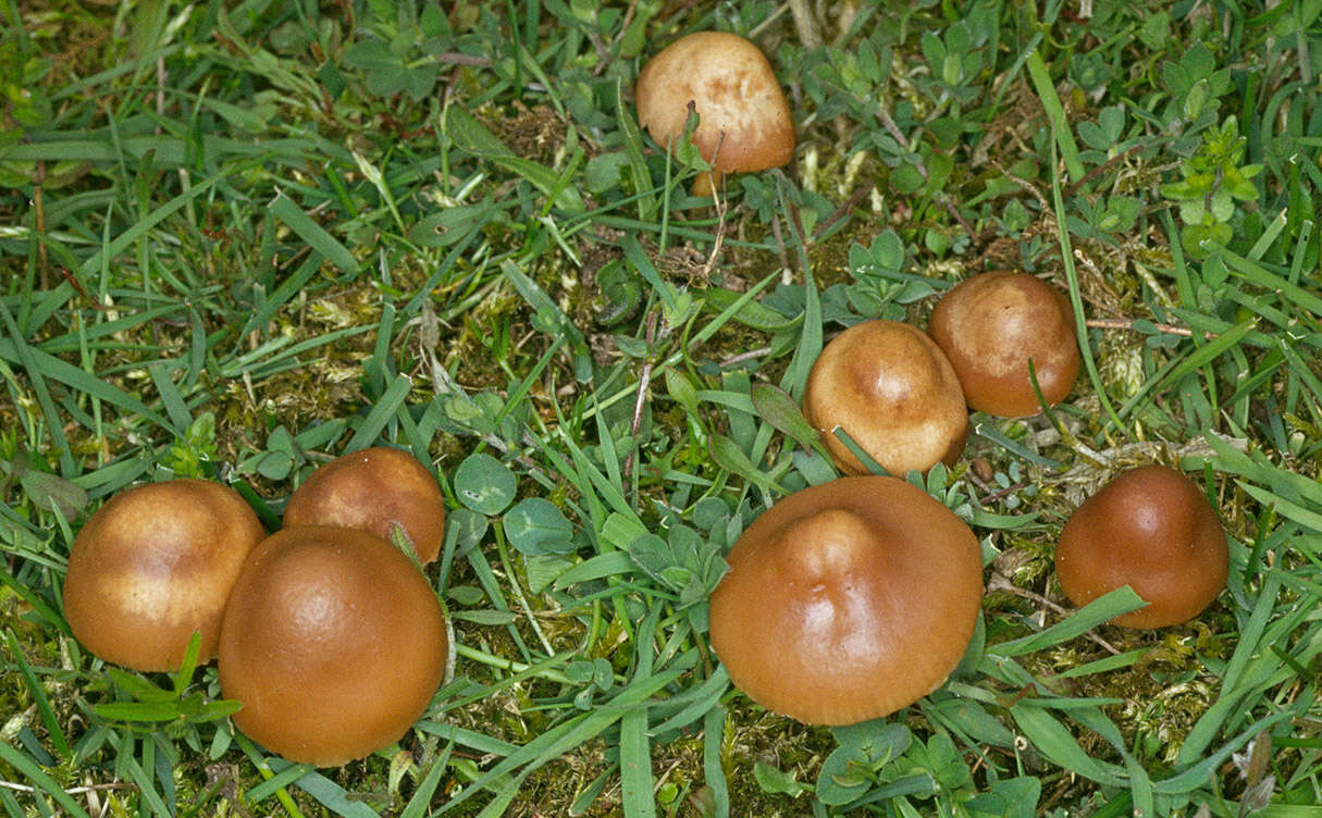 Image of Marasmius oreades (Bolton) Fr. 1836