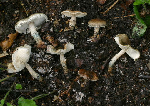 Image of Lepiota grangei (Eyre) Kühner 1934