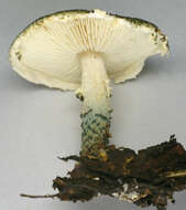 Image of Lepiota grangei (Eyre) Kühner 1934