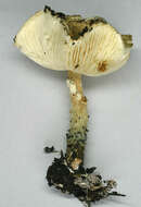 Image of Lepiota grangei (Eyre) Kühner 1934