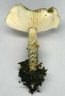 Image of Lepiota grangei (Eyre) Kühner 1934