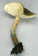 Image of Lepiota grangei (Eyre) Kühner 1934