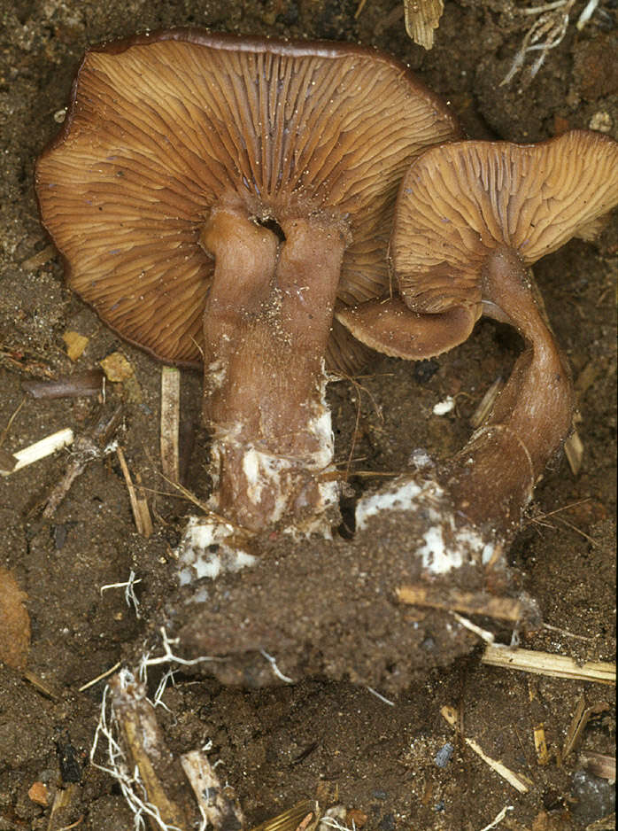 Image of Pseudoclitocybe cyathiformis (Bull.) Singer 1956