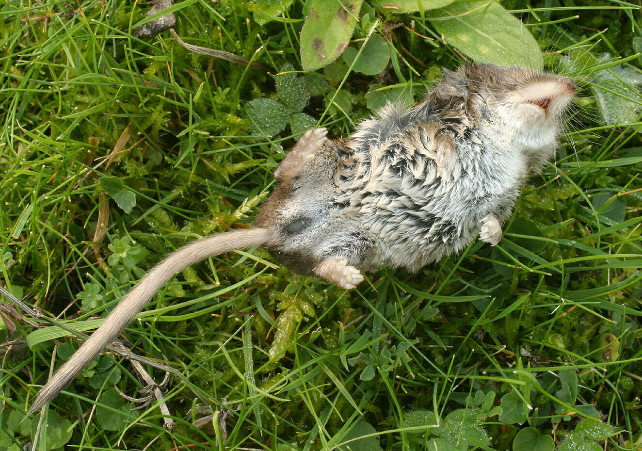 Image of Common Shrew