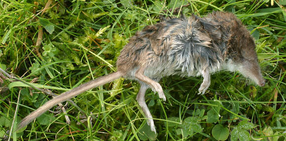 Image of Common Shrew