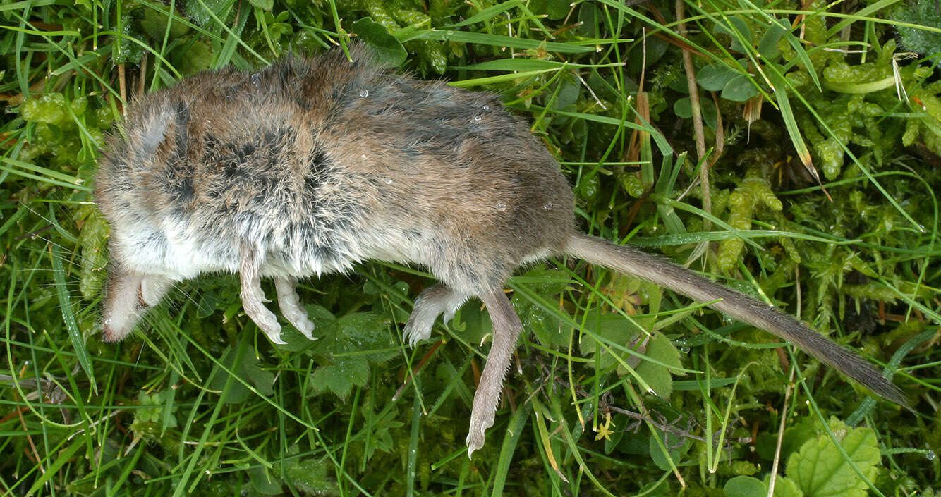 Image of Common Shrew