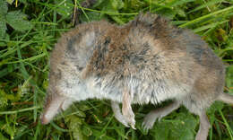 Image of Common Shrew