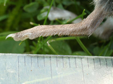 Image of Common Shrew