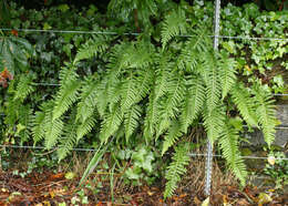 Image of Polypodium interjectum Shivas