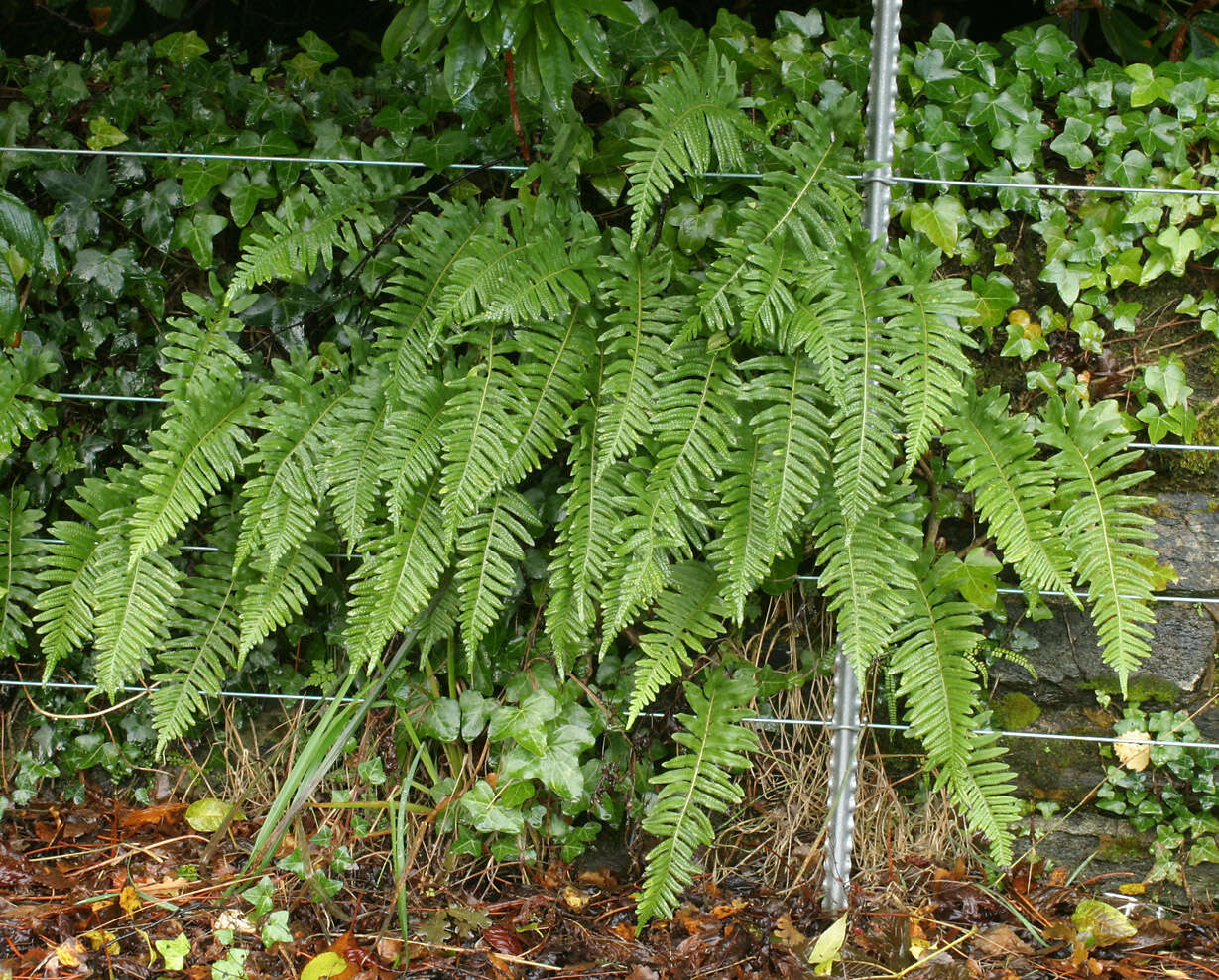 Polypodium interjectum Shivas的圖片