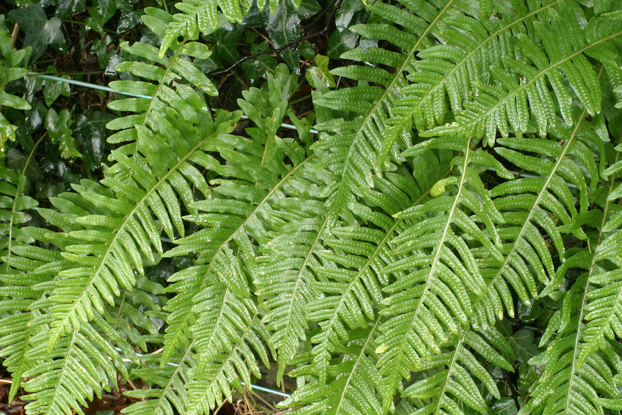 Polypodium interjectum Shivas的圖片