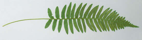 Polypodium interjectum Shivas的圖片