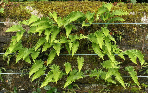 Polypodium interjectum Shivas的圖片