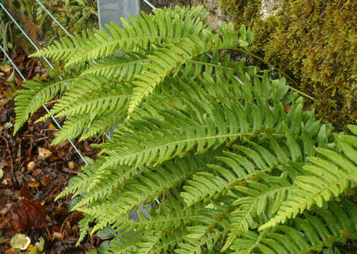 Polypodium interjectum Shivas的圖片