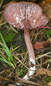 Image of Laccaria purpureobadia D. A. Reid 1966