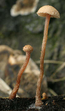 Image of Flammulaster carpophilus (Fr.) Earle ex Vellinga 1986