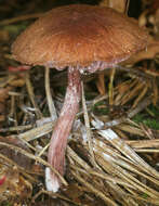 Image of Laccaria purpureobadia D. A. Reid 1966