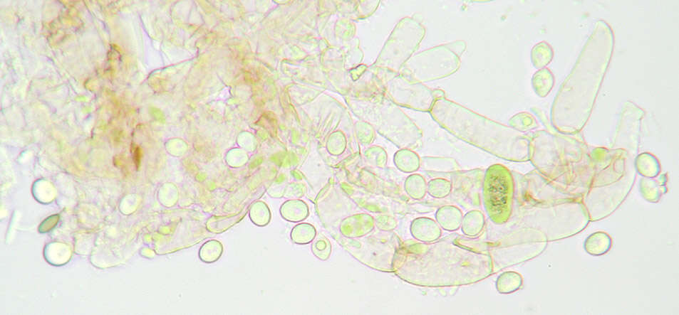 Image of Flammulaster carpophilus (Fr.) Earle ex Vellinga 1986