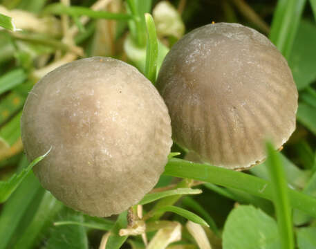 Image of Mycena leptocephala (Pers.) Gillet 1876