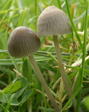 Image of Mycena leptocephala (Pers.) Gillet 1876