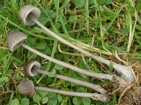 Image of Mycena leptocephala (Pers.) Gillet 1876