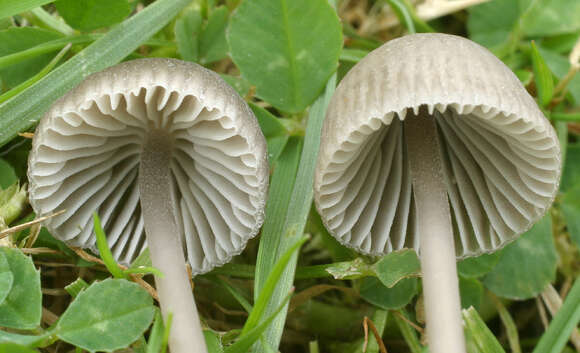 Image of Mycena leptocephala (Pers.) Gillet 1876