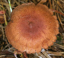 Image of Laccaria purpureobadia D. A. Reid 1966