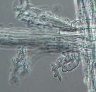 Image of Mycena leptocephala (Pers.) Gillet 1876