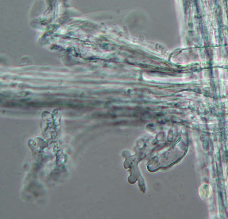 Image of Mycena leptocephala (Pers.) Gillet 1876