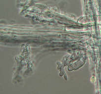 Image of Mycena leptocephala (Pers.) Gillet 1876